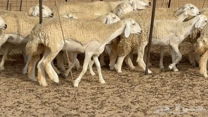 رخال حرش صنف الصنف 50 بفحلها 6