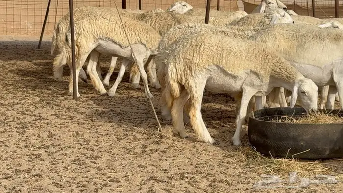رخال حرش صنف الصنف 50 بفحلها 20