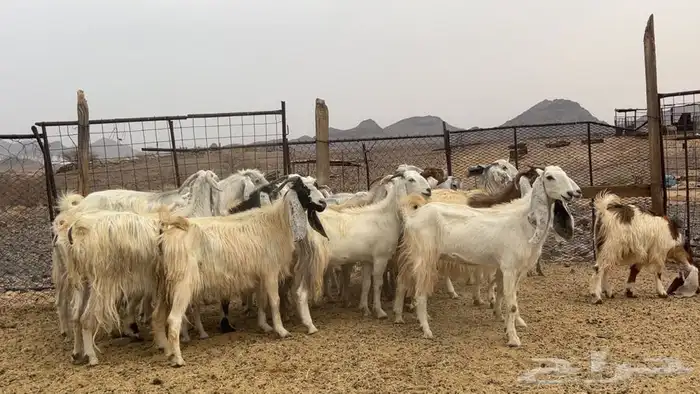 معزه مصريات صنف مضريع ودفيع طييه 4