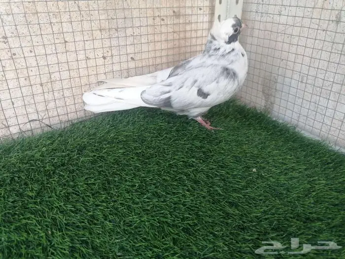 طبات قطيفي للبيع 3