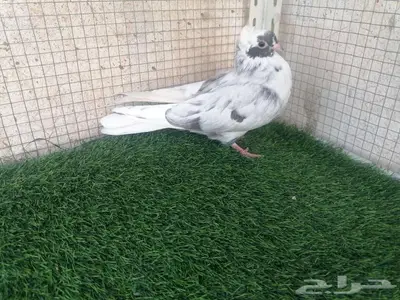 طبات قطيفي للبيع index