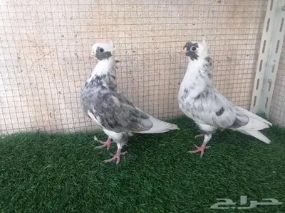 طبات قطيفي للبيع index
