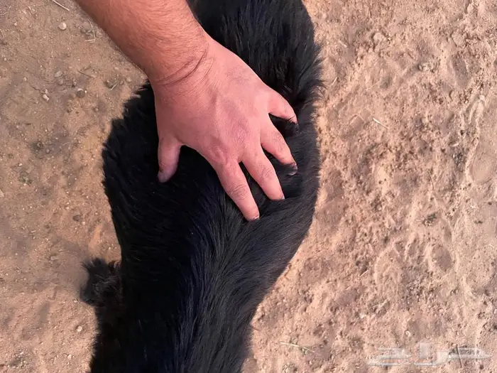 تيوس للبيع 5 أشهر 11
