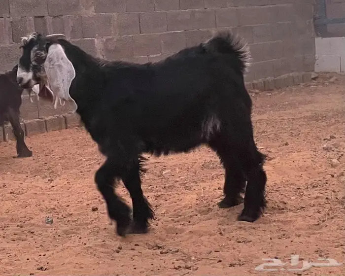 تيوس للبيع 5 أشهر 2