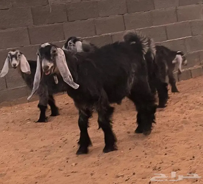تيوس للبيع 5 أشهر 1