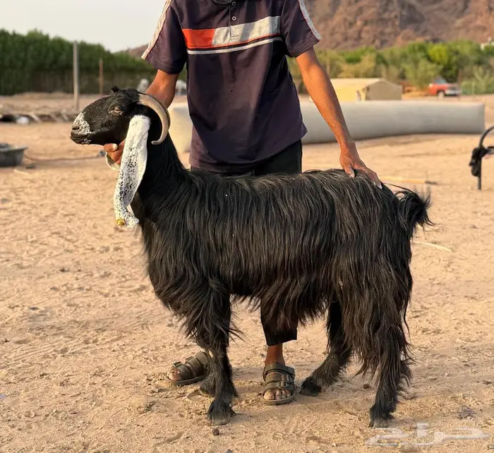 معزا عوارض فوااخر بفحلها مضاريع و دفيع ( مباعه ) 4