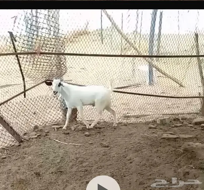 تيس بيشي 1