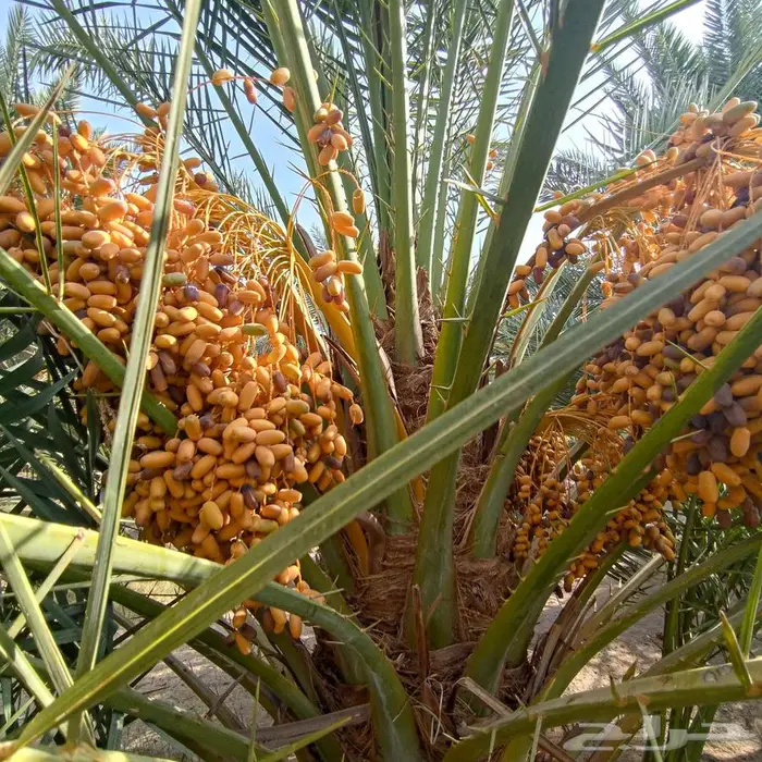 صنف برني قرابة 300 نخله   We have aroun300 barni 0
