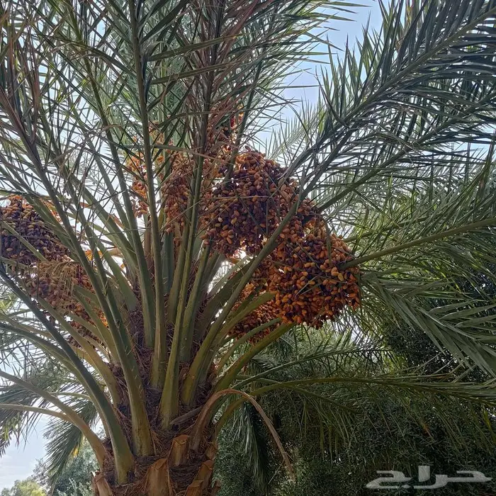 صنف برني قرابة 300 نخله   We have aroun300 barni 4