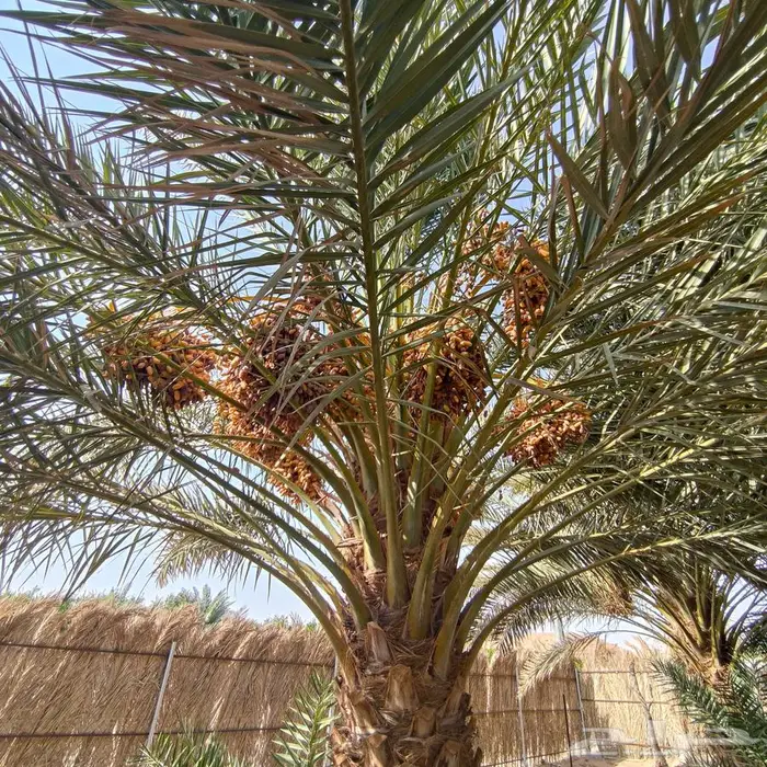 صنف برني قرابة 300 نخله   We have aroun300 barni 2