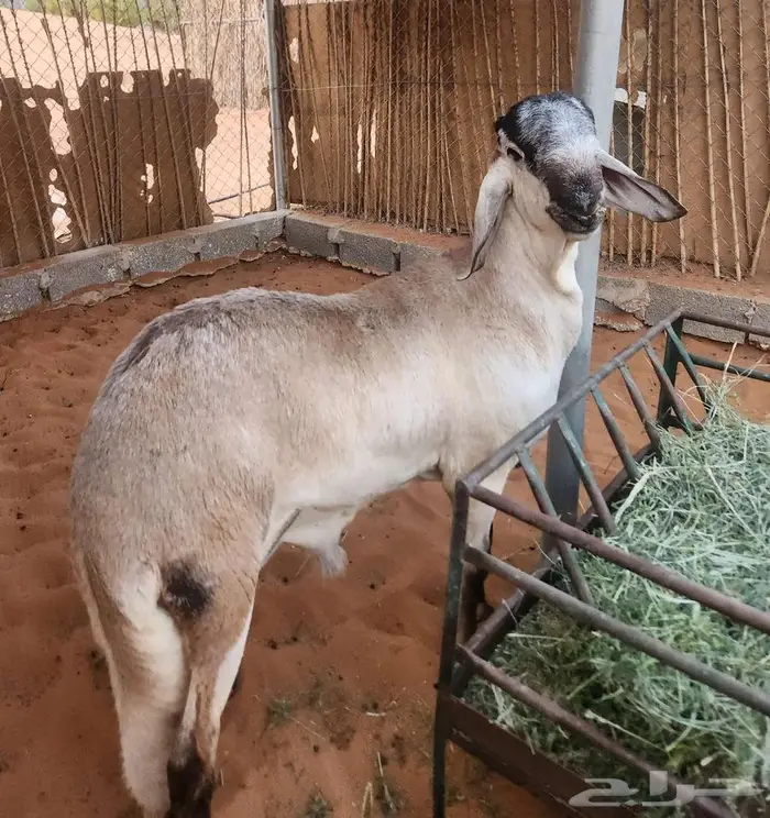 ساكني صنف الصنف 6