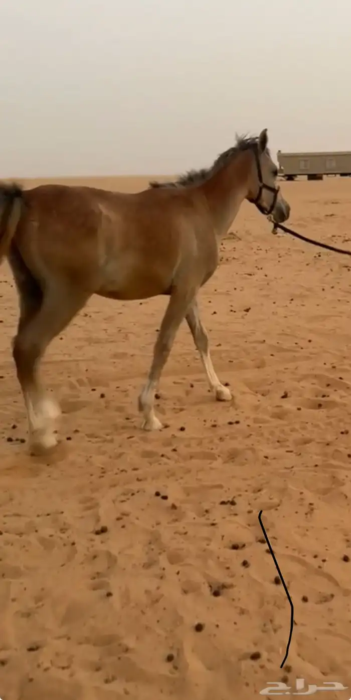 حصان شعبي 0
