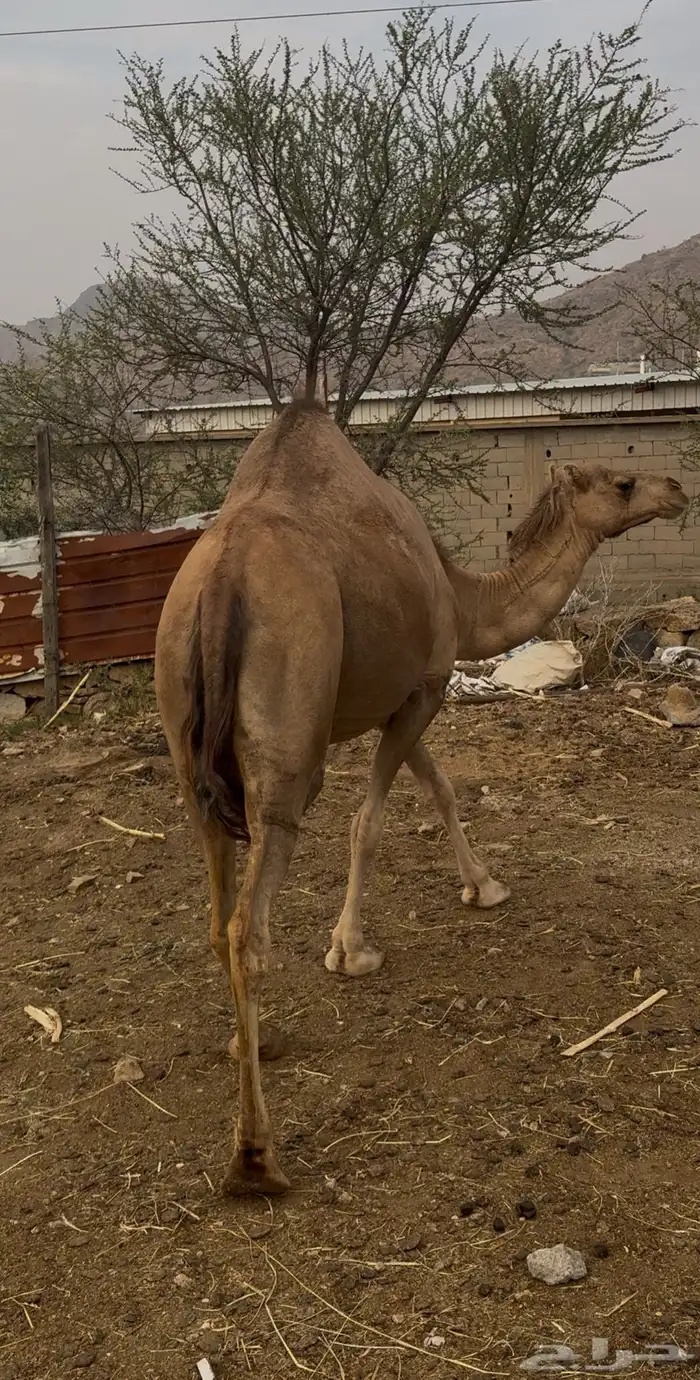 ناقه لقحه. 1