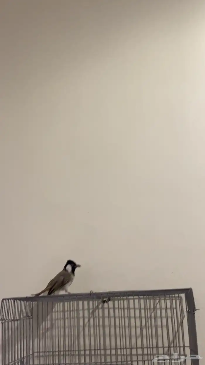 بلابيل للبيع 3