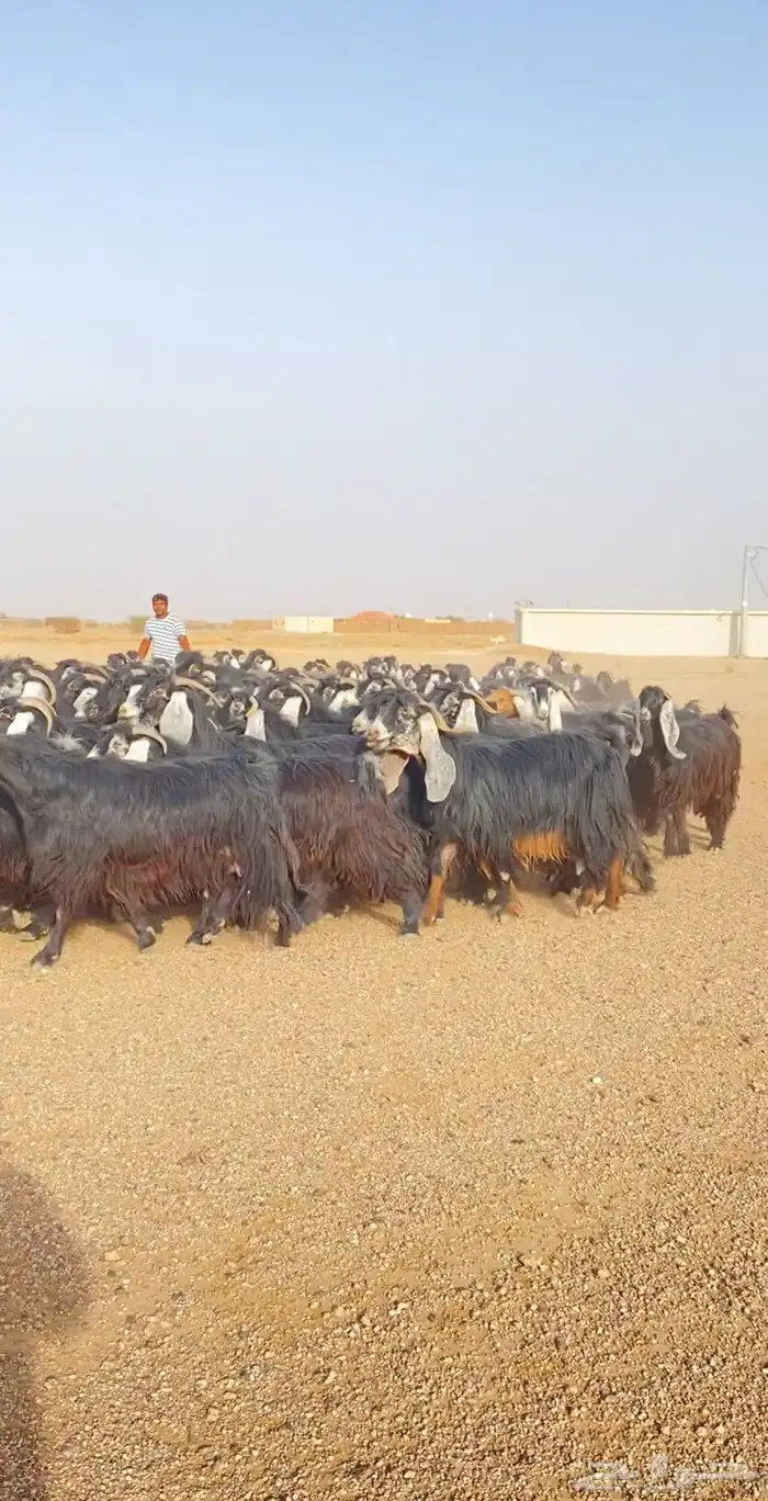 معزا عوارض مراح فاخر 2