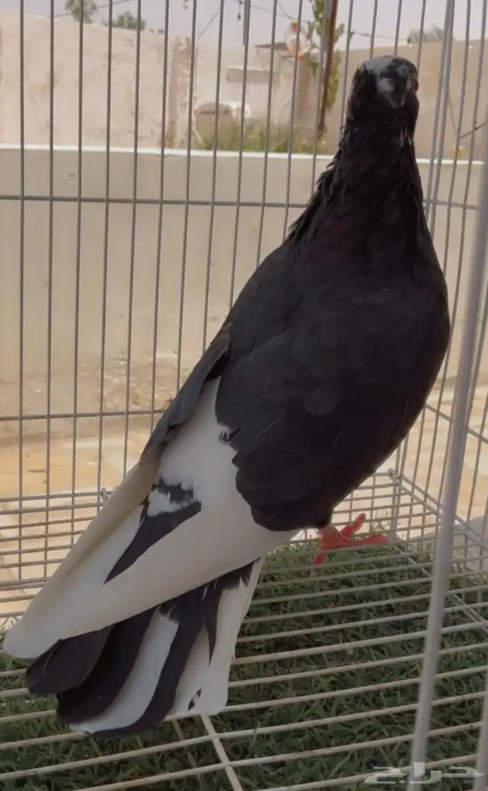 طيور حمام قطيفي 3