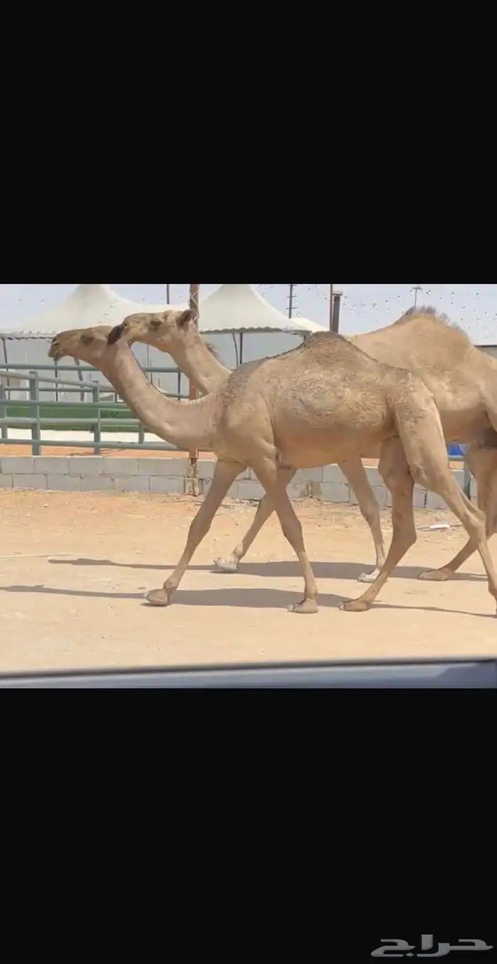 بكره صفراء 0