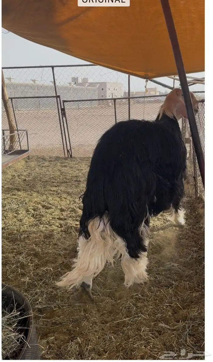 خروف فحل نجدي صنف 2