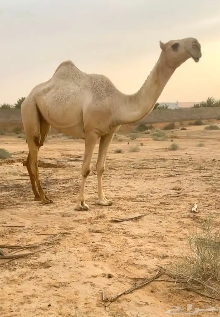 حقه شقحا 0
