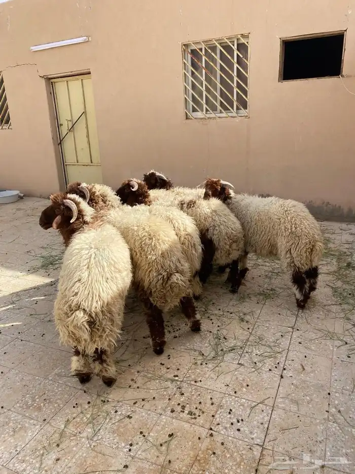 طليان نعيم للبيع 0
