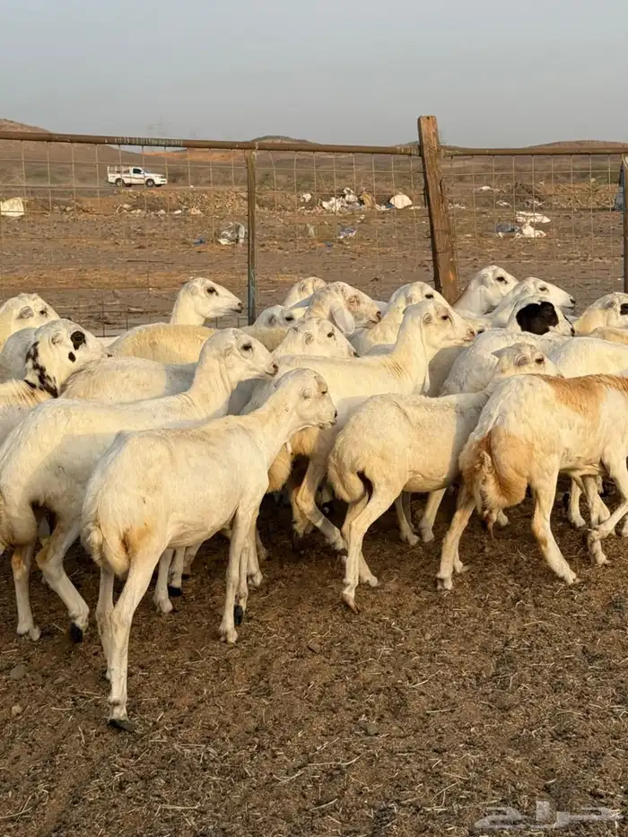 25 رخال جذع وثني رفيدي السعر 880 8