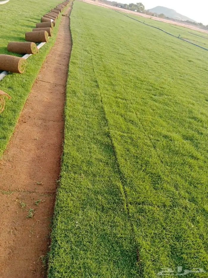 نجيله طبيعي مشروطه مضمونه 1