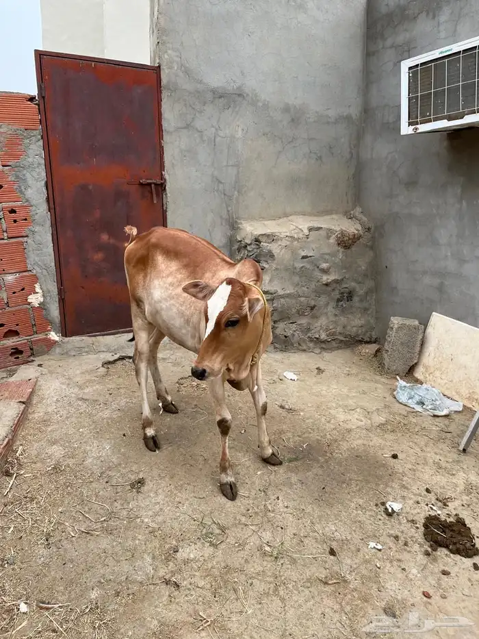 حسيله للبيع فل شحم 1