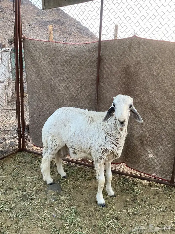 للبيع طلي 1