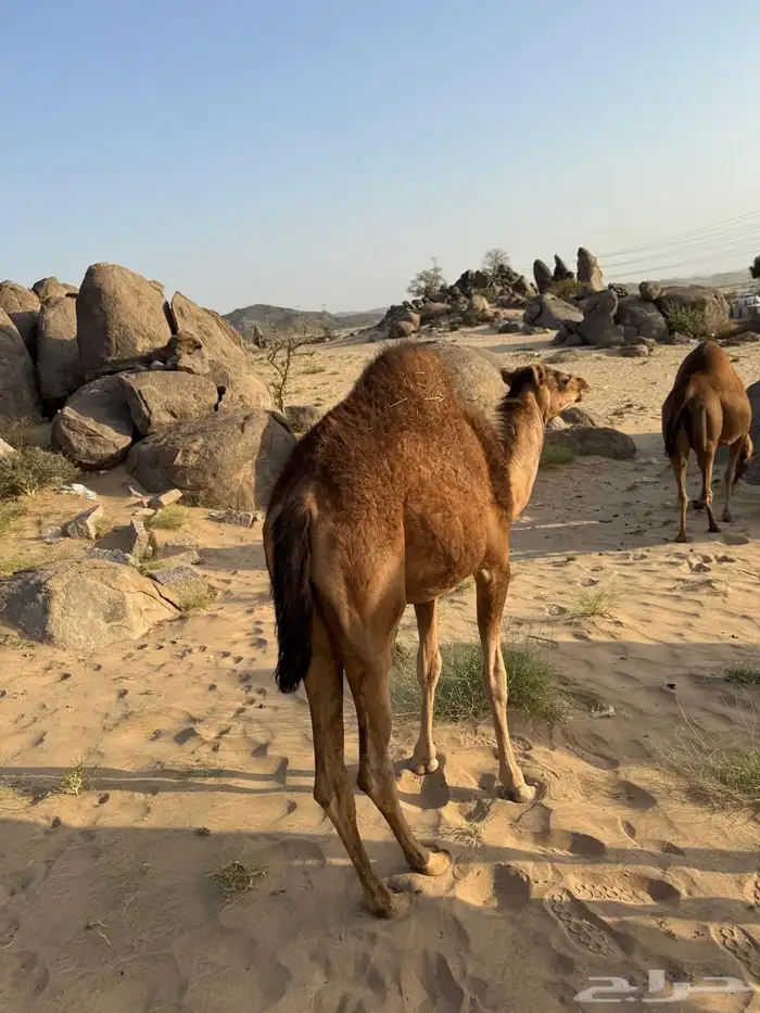 جنبه ساحليه 25