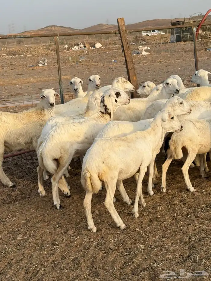 25 رخال جذع وثني رفيدي السعر 880 10