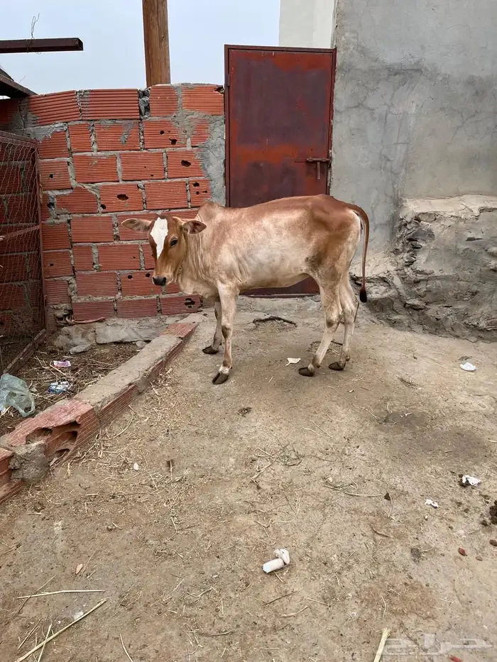حسيله للبيع فل شحم 0