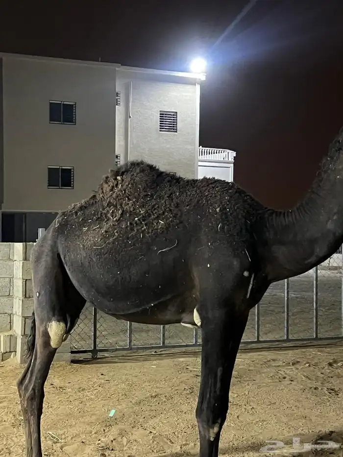 ناقه مجهم ام ثالث لقحه وحقه مجهم (غراب) 4