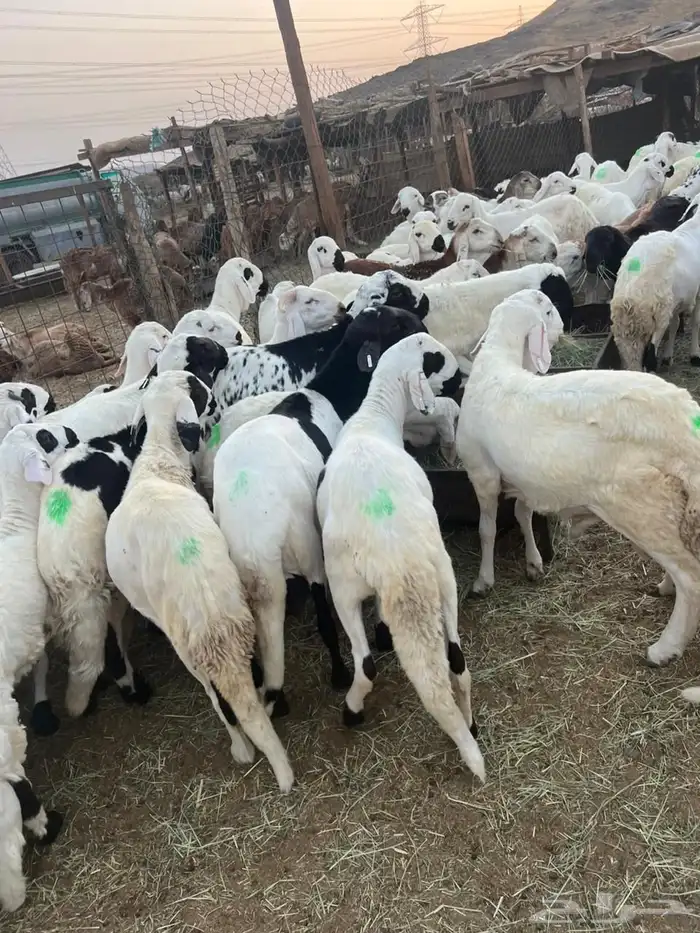 طليان سواكن بيض 1