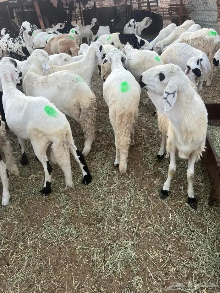 طليان سواكن بيض 2