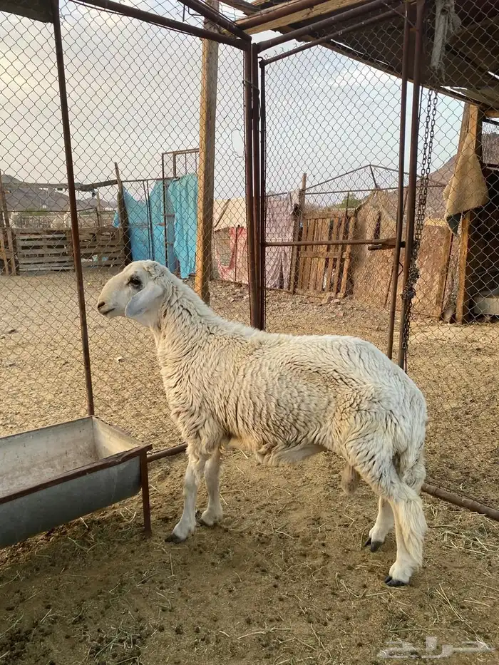 للبيع طلي 0