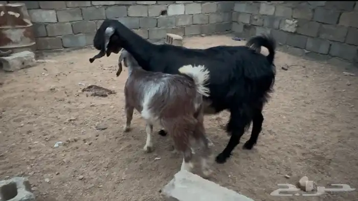 عناق كفو مقنا ولا ذبيحه 2