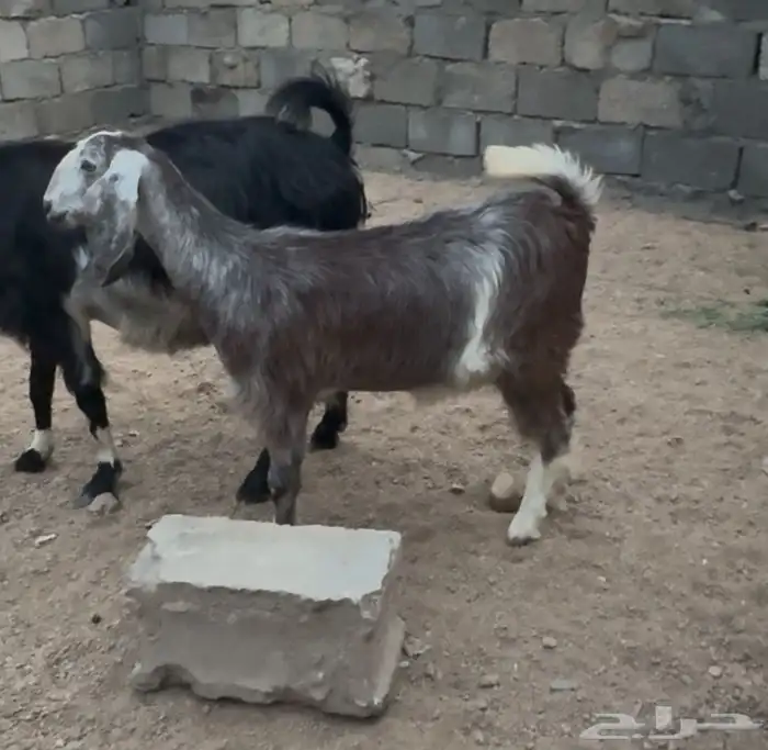 عناق كفو مقنا ولا ذبيحه 3