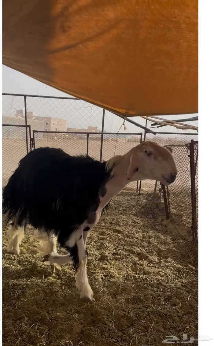 خروف فحل نجدي صنف 0