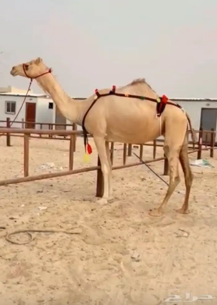 للبيع عشرا منتج سبق و روابط انتاجها موجوده 0