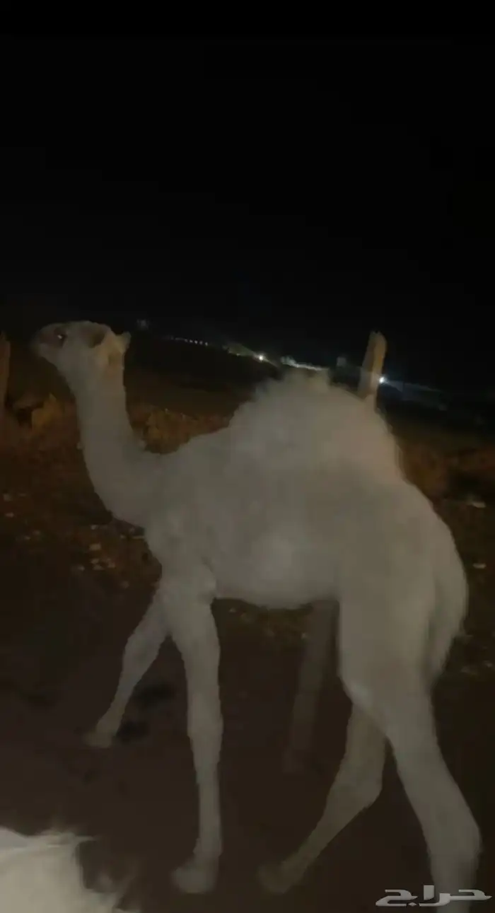 للبيع قعود سمين 0