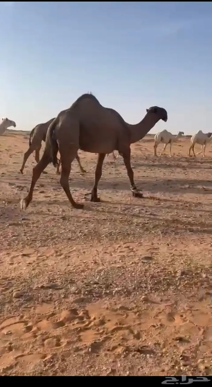 قعود كفو رماني 3