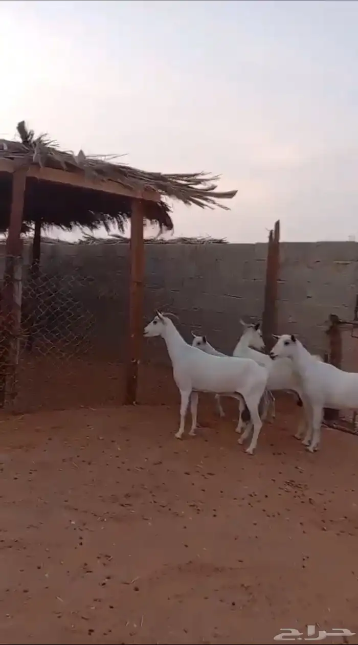 معزا جنوبيات 3