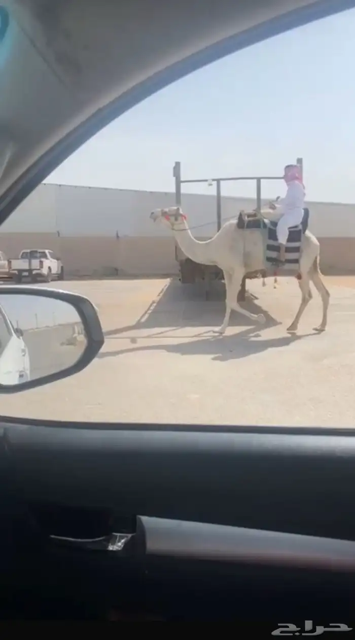 رحول للبيع 0