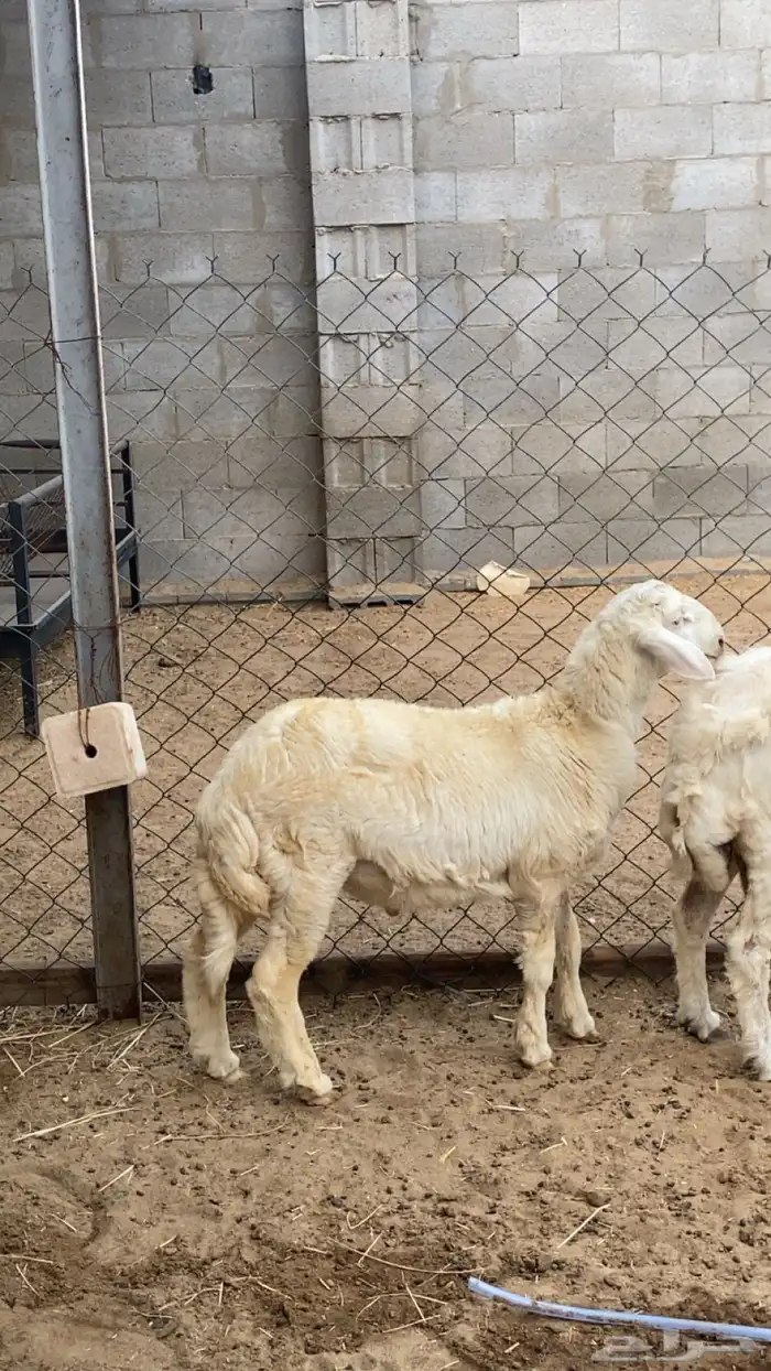 طلي خمس اشهور 6