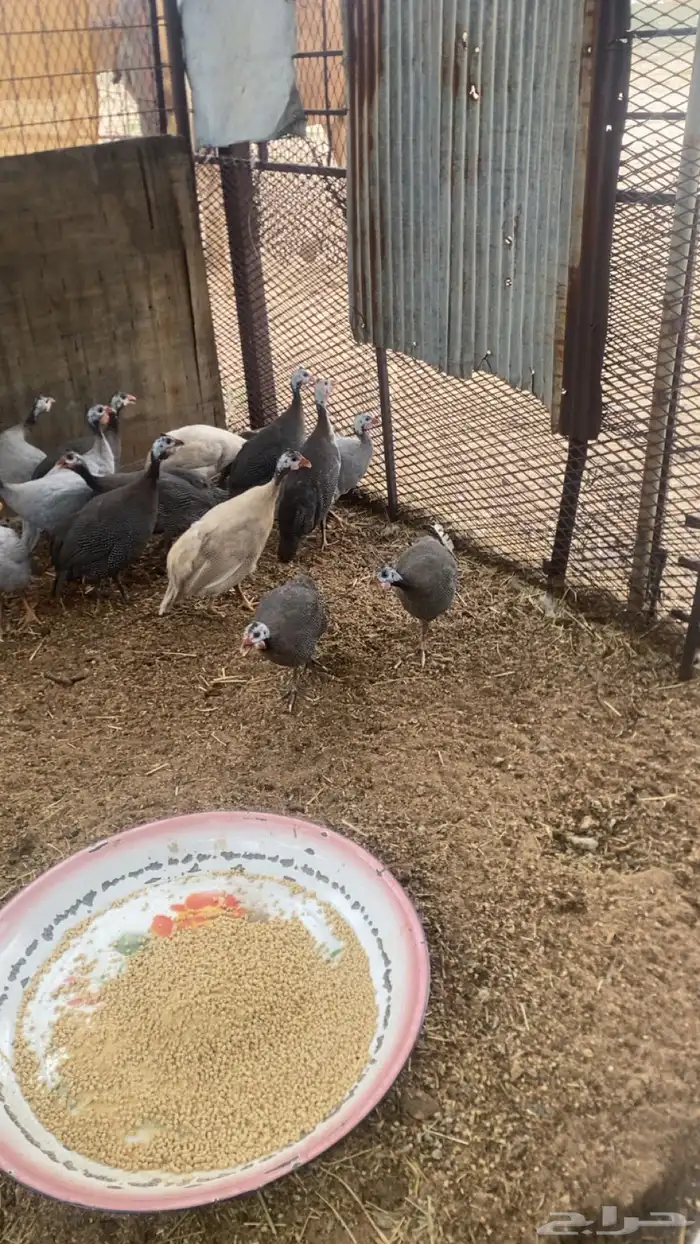 دجاج احبشي 2
