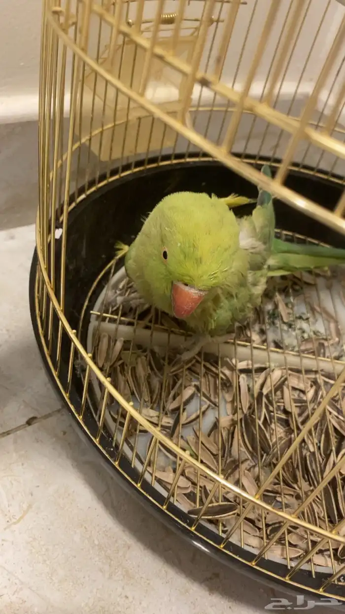 للبيع عصفور دره 1