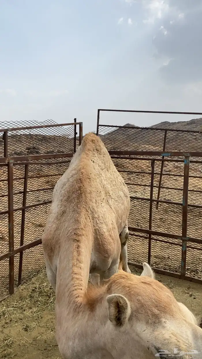 قعود كفو للبيع 0