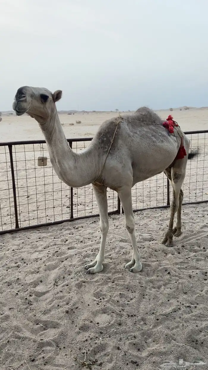 ناقه للبيع 0