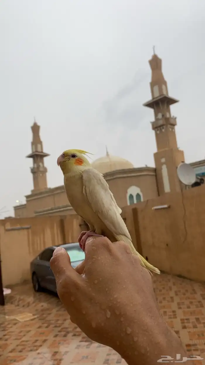 إعلان عن طير مفقود 0