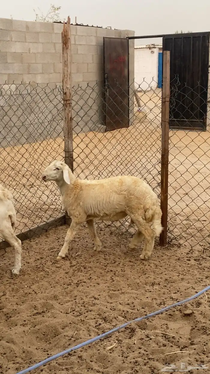 طلي خمس اشهور 5
